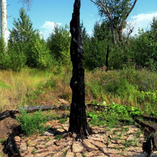 pillar, ponderosa pine bark and burnt tree, 2012 by David Jacob Harder